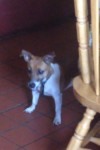 Missing femal  jack Russell ardfert area!!