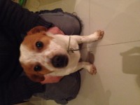 Terrier type male dog found link road