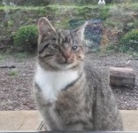 Male Tabby Cat Lost in Saleen/Balinacurra