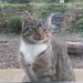 Male Tabby Cat Lost in Saleen/Balinacurra