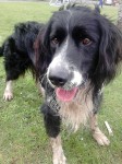 Male Border Collie, found in Midleton