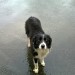 Female collie lost in Fermoy