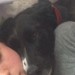 Female black medium sized dog lost in Beaumont/blackrock area