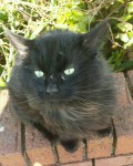 Black long haired cat