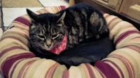 lost tabby cat in carrigtwohill