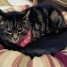 lost tabby cat in carrigtwohill