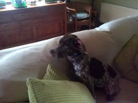 Female Pointer Pup – Fermoy / Kilworth Area