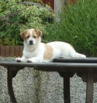 Female Terrier in Rushbrooke area of Cobh
