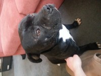 Male black pit bull found in Limerick