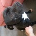 Male black pit bull found in Limerick