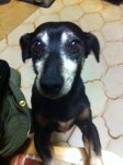 Small black mongrel dog lost in Raheen, Limerick