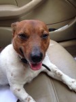 Male Jack Russell terrier . Brown and white, missing since Sunday in Ovens.
