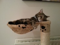 Young Tabby Cat Lost in Ballincollig