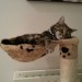 Young Tabby Cat Lost in Ballincollig