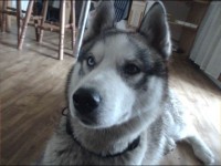 2 Siberian Huskys found, Macroom, Cork