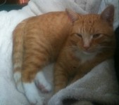 GINGER TABBY CAT LOST IN GRANGE/DOUGLAS AREA