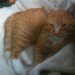 GINGER TABBY CAT LOST IN GRANGE/DOUGLAS AREA