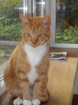 Ginger Male Cat