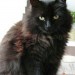 Black long haired fluffy cat