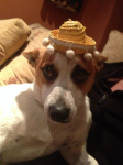 Jack Russell lost in Carrigaline