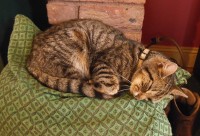 Female Tabby cat found in Cratloe