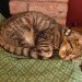 Female Tabby cat found in Cratloe
