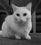 Missing white cat