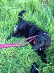 Black Cross Collie found in Hollystown/Tyrrelstown