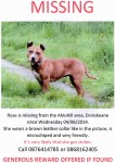 Female Staffie missing in Enniskeane since 04th June 2014