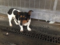 Female Black- White – Tan Jack Russell. Inchicore Area