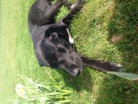 Young black Labrador/collie Lost Kinsale Area