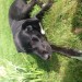 Young black Labrador/collie Lost Kinsale Area