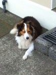 Lost male collie in Grenagh Co Cork