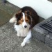 Lost male collie in Grenagh Co Cork