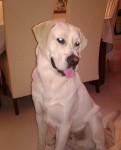 White Male Labrador lost in Mount Eagle, Brosna, Co. Kerry