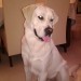 White Male Labrador lost in Mount Eagle, Brosna, Co. Kerry