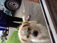 Young Male shih tzu mix brown and white in mayfield / banduff area