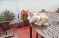 Male Ragdoll Tabby Pointed Cat