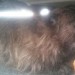 Male, oldish -( see photo) dog found, Donnybrook, Douglas Cork