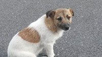 Brown & White Jack Russell type terrier