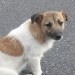 Brown & White Jack Russell type terrier
