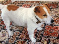 Male Jack Russel Terrier with brown ears and eyes. Wearing a collar without a name tag.