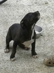 Staffordshire Terrier Pup in Rathmore