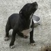 Staffordshire Terrier Pup in Rathmore