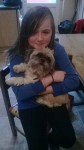 Lost Shih Tzu