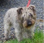 cairn terrier cross