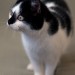 Black&White Female Cat lost in Douglas, Cork
