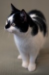 Black&White Female Cat lost in Douglas, Cork