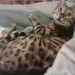 male golden black spotted Bengal cat lost in Cork city