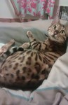 male golden black spotted Bengal cat lost in Cork city